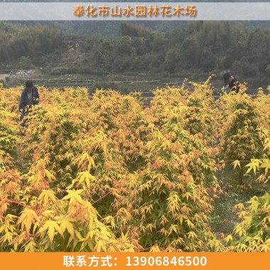 黃金楓
