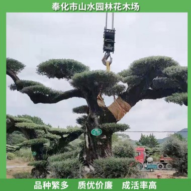 橄欖樹價格