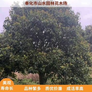 四季桂價格