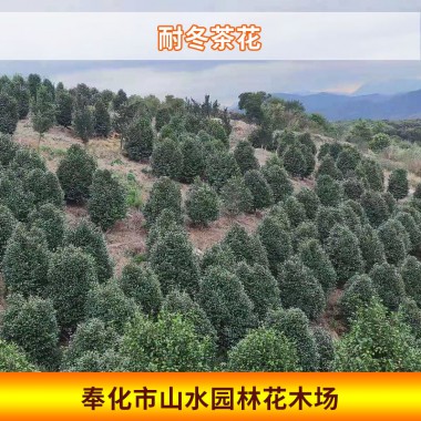 耐冬茶花
