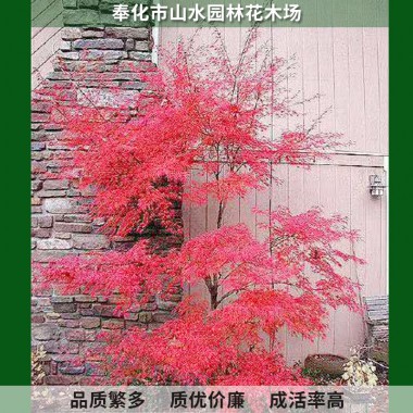 羽毛楓
